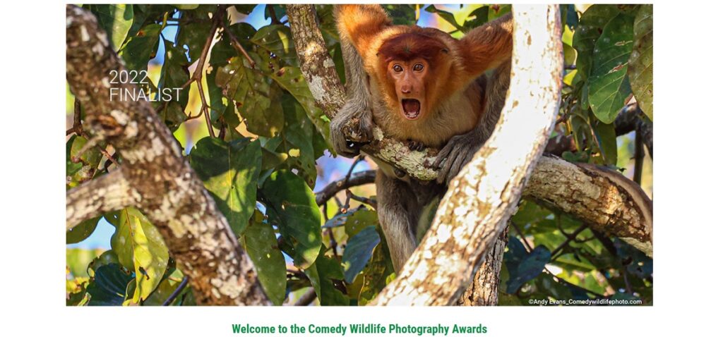 Comedy-Wildlife-Nature-Photo-Contests