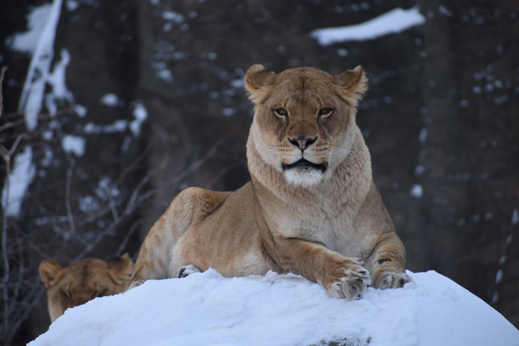 Photo-Spot-Lincoln-Park-Zoo