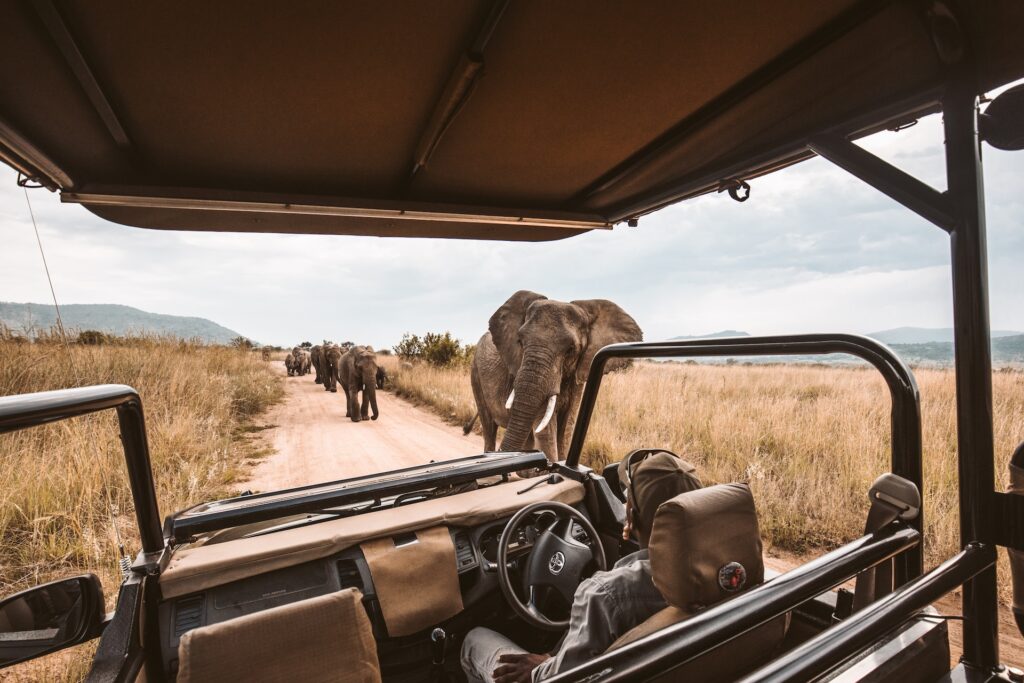 A Guide to Choosing the Perfect Lens for Your Safari Adventure