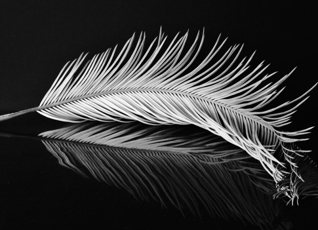 Two Hawk Feathers - Black and white photography, large format camera, processed hotsell in a wet darkroom