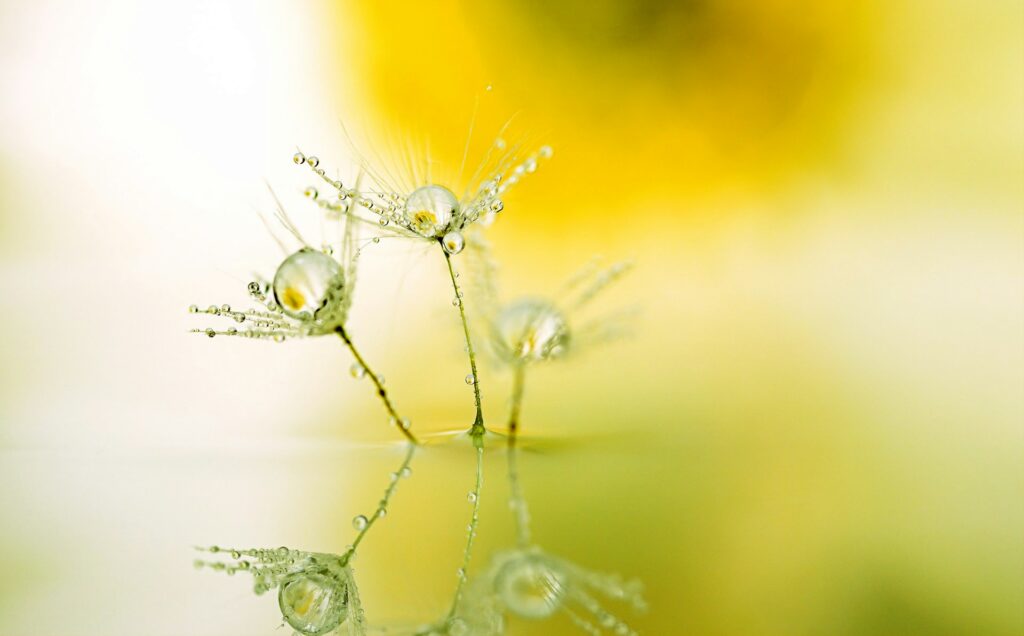 Macrofotografie in de lente: